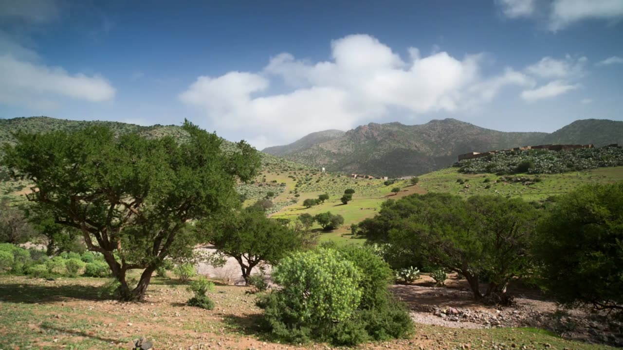 Relaxing Music Among Lush Green Trees