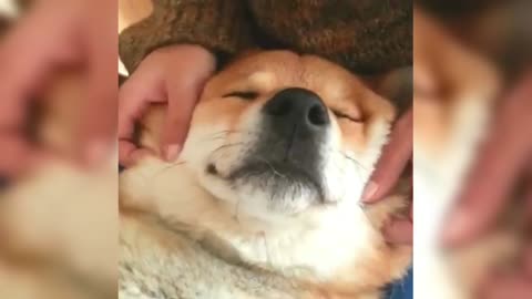 Massage the meaty big face Shiba Inu