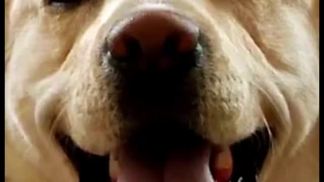 Funny Dog Dance | Dog funny videos | Funny Animal Videos #2