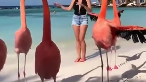 Crane Follow the Girl movement | Funny video | Viral video | Funny meme | Viral file