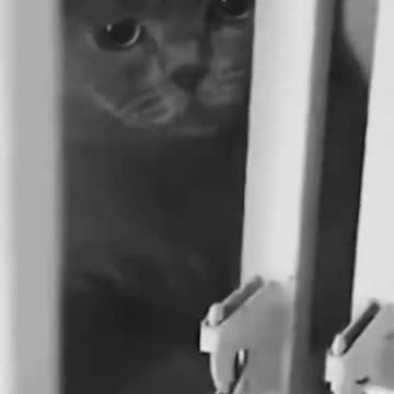 Funny Intelligent Cat video | Watch Till The End