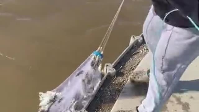 Woman catches net full of Herring first try