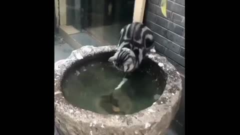 Funny Cat hunting fish