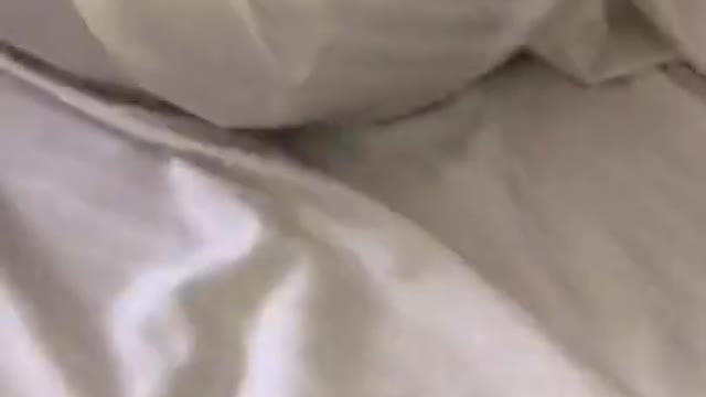 cute cat playing crazy on bed Funniest Cats, Best Funny Cat Videos Of This Week #short 8