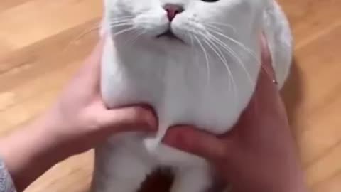 Most satisfying funny cat video