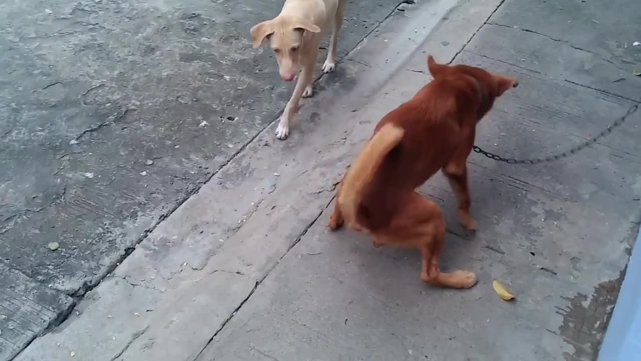 Dog eats another dog shit , funny video