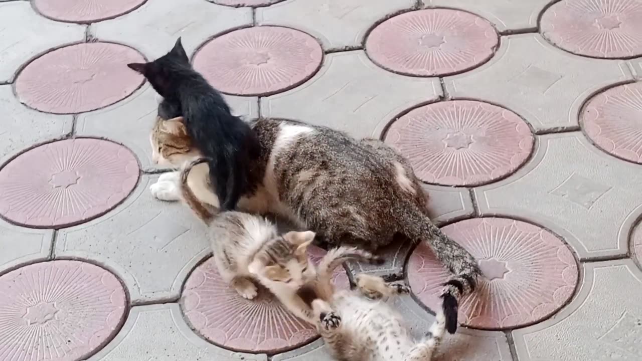 naughty kittens are playing with mom