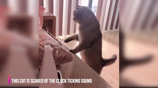 Funny Act's Of Little Cat's