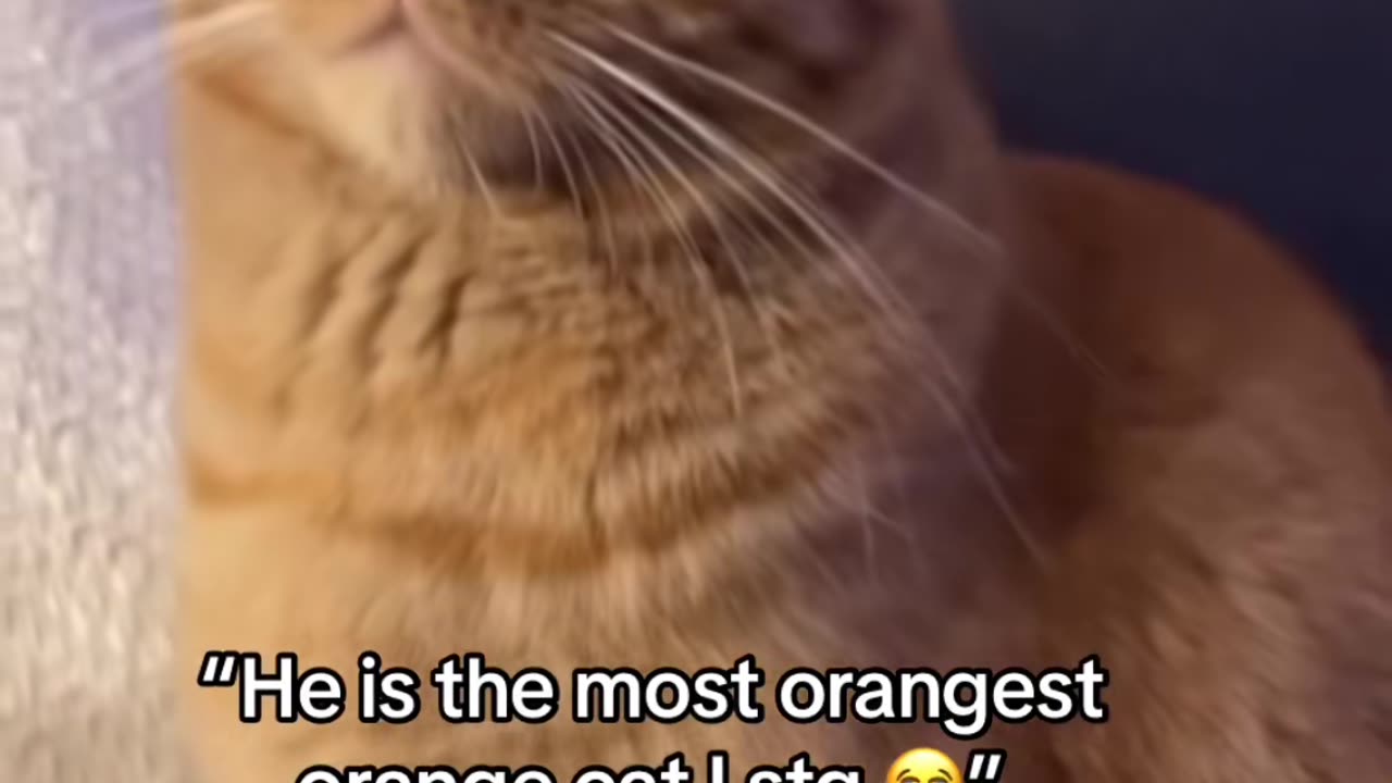 Orange cat behavior! Funny cat videos