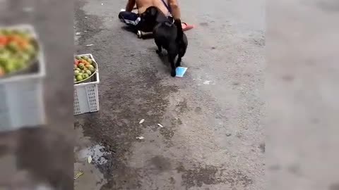 Smart dog helps disabled father sell lottery tickets in Vietnam