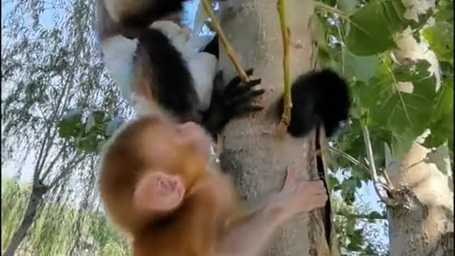 Baby baboon is climbing a tree