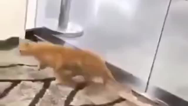 Cats Are Not Solid, They Are Liquid