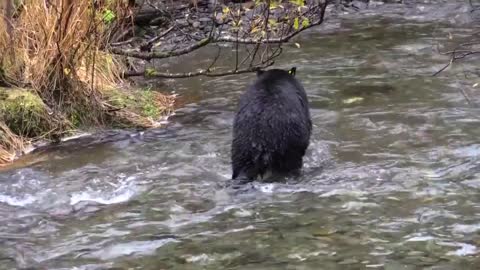 Bear and fish in the valley