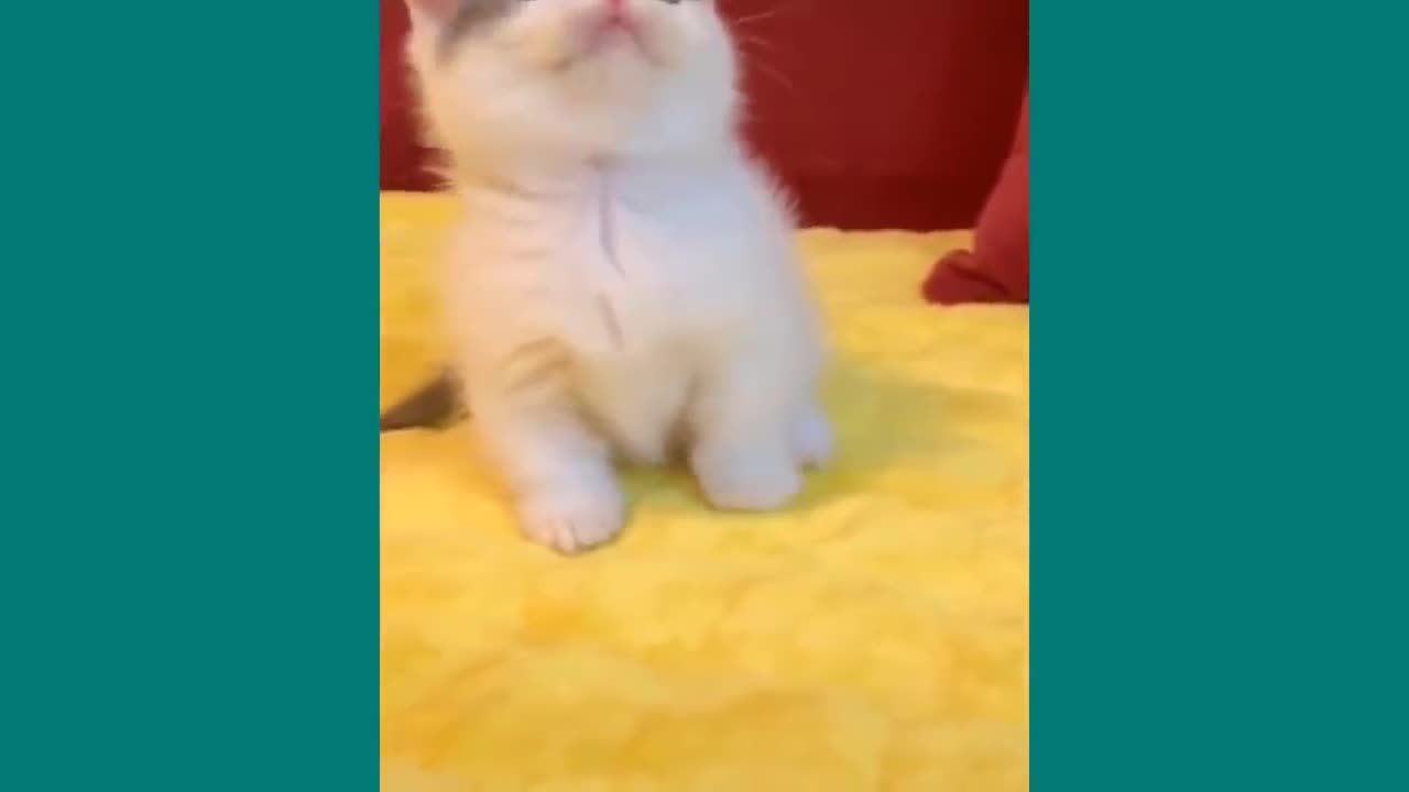 Cute Cats Video to Make You Laugh Funny Cats