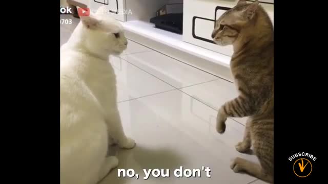 These Cats Can Speak English Better than Human 🤣 Specially You 🤣 !