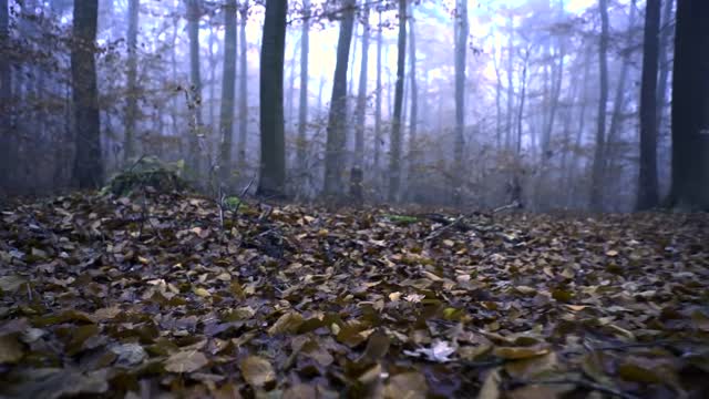 Ist Time Walking Alone Around The Forest