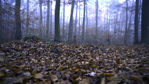 Ist Time Walking Alone Around The Forest