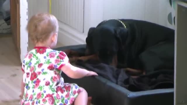 Babies Playing With Big Dogs