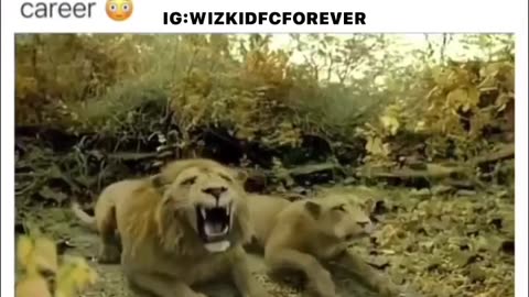 Funny animal moments