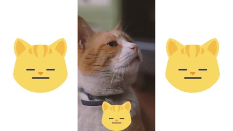 Very cute cat is so emotional mood for sound