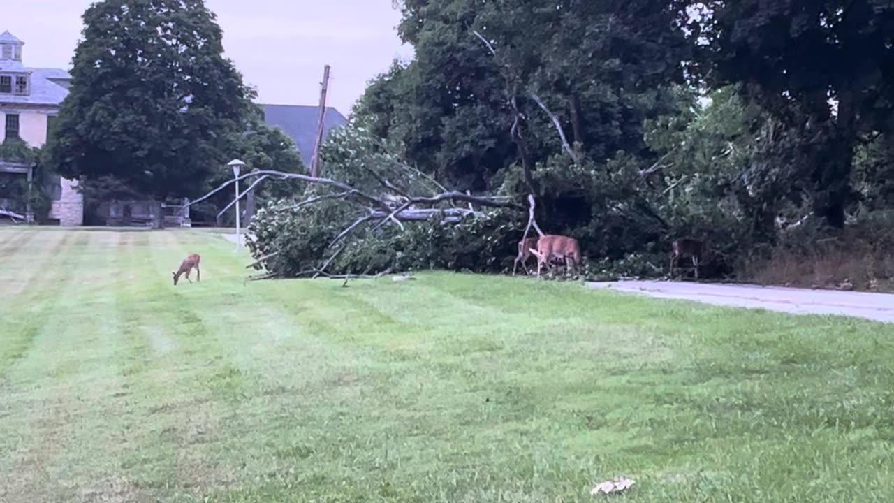 A Herd of Deer