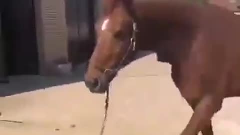 That horse is wonderful