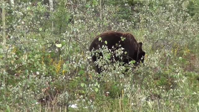 Black Bear look for food