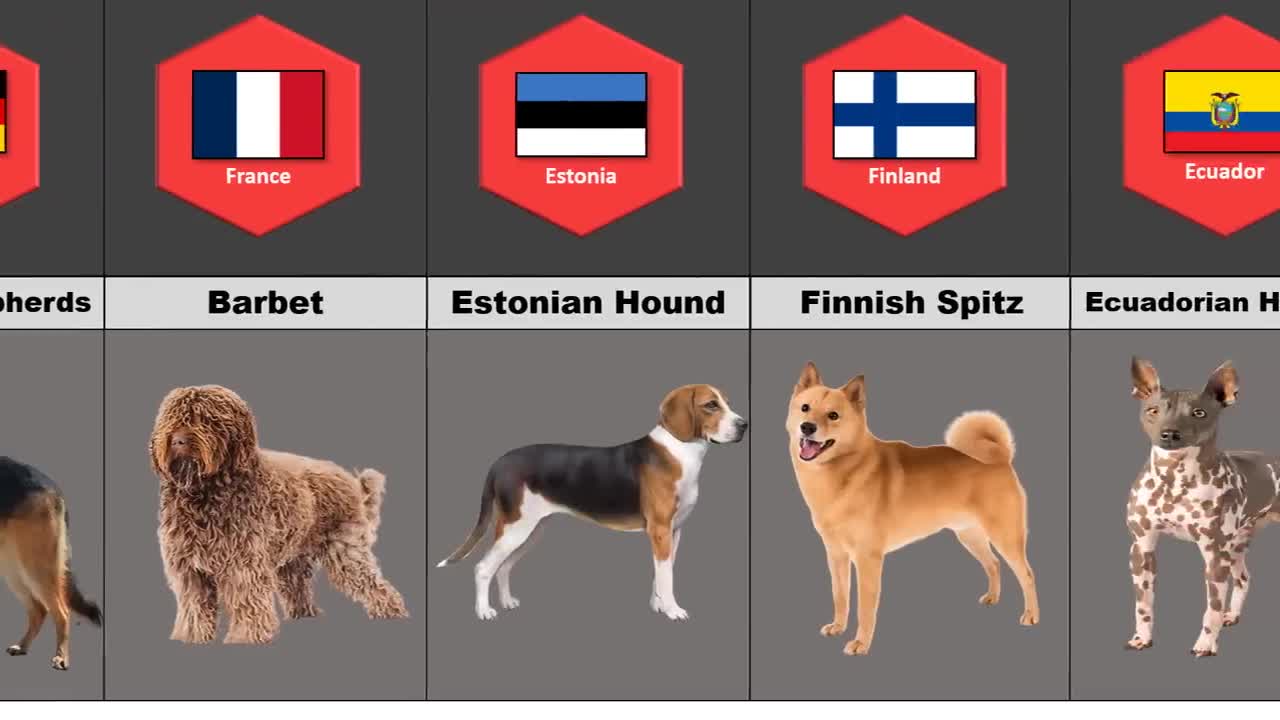 DOGS FROM DIFFERENT COUNTRIES | Special Listing