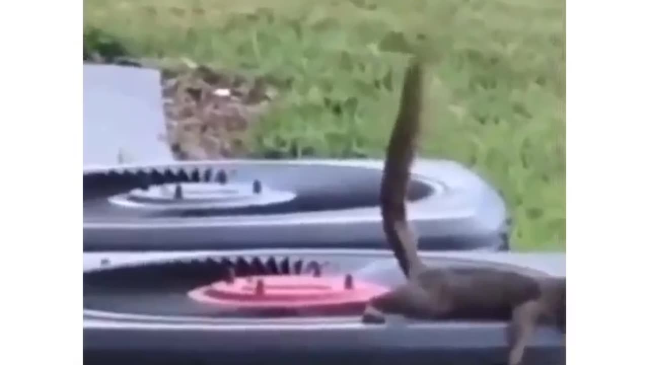 A squirrel is a small furry wild animal