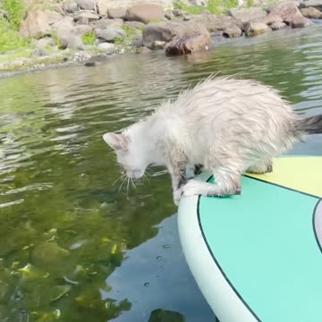 This pet crew loves paddleboarding and swimming!