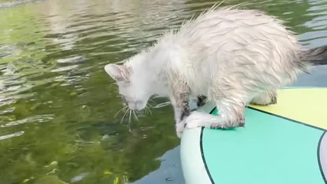 This pet crew loves paddleboarding and swimming!