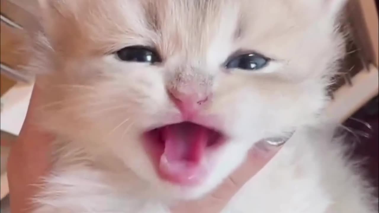 Cat crying 😭