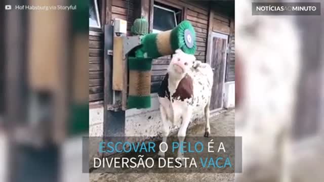 Esta vaca ama escovar o pelo