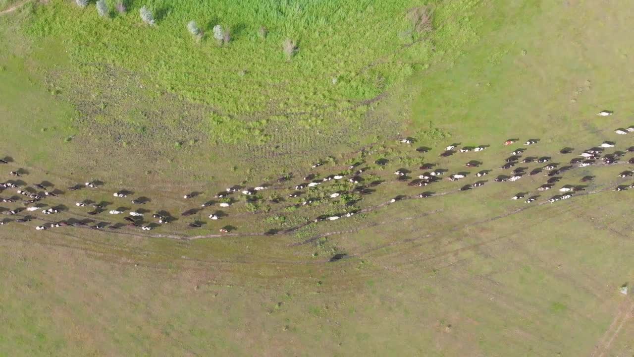 Herd of cows and bulls running along the path on the field