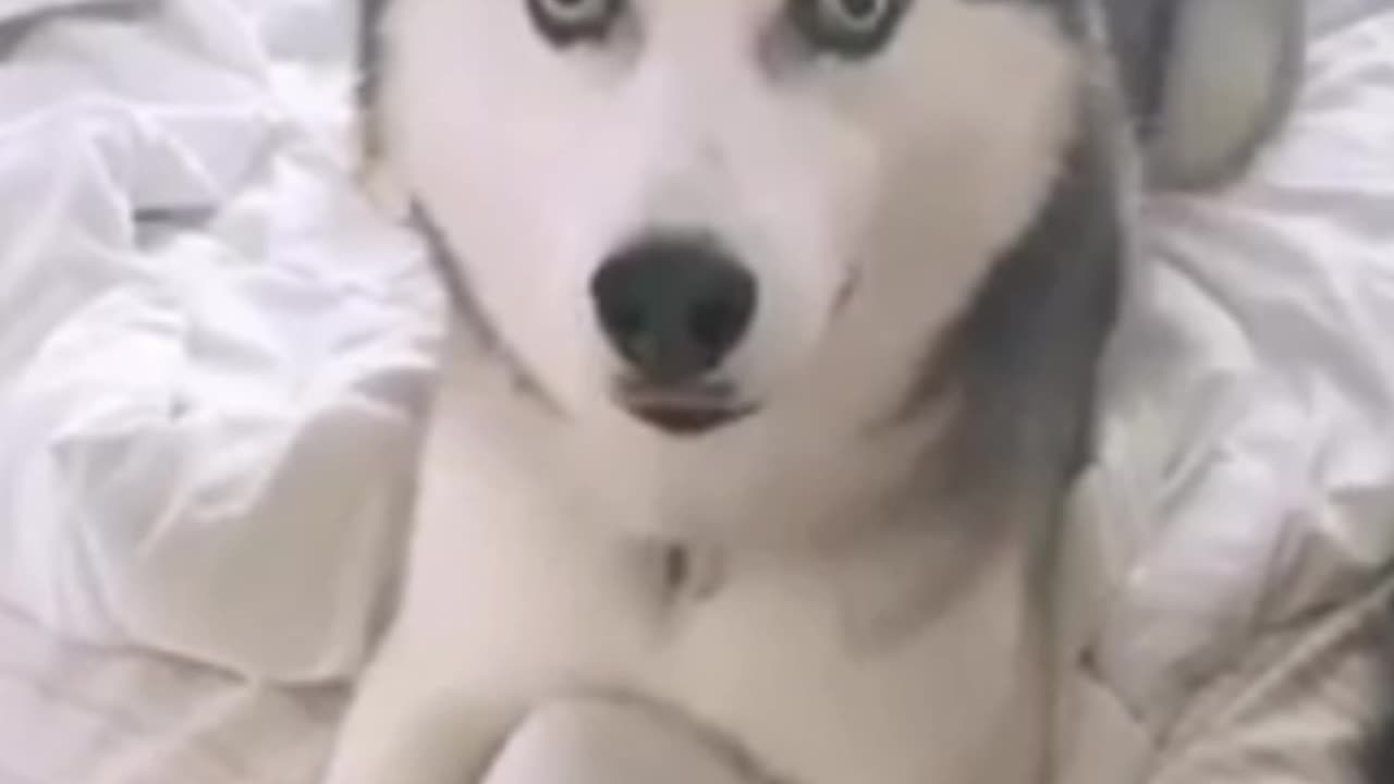 Funny Animals Videos 2024 | Huskies Are Really Big Drama Queens! |