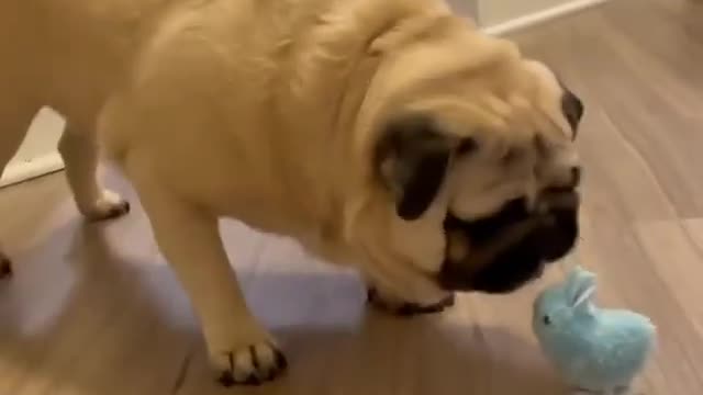 A huge war between a pug and his new toy