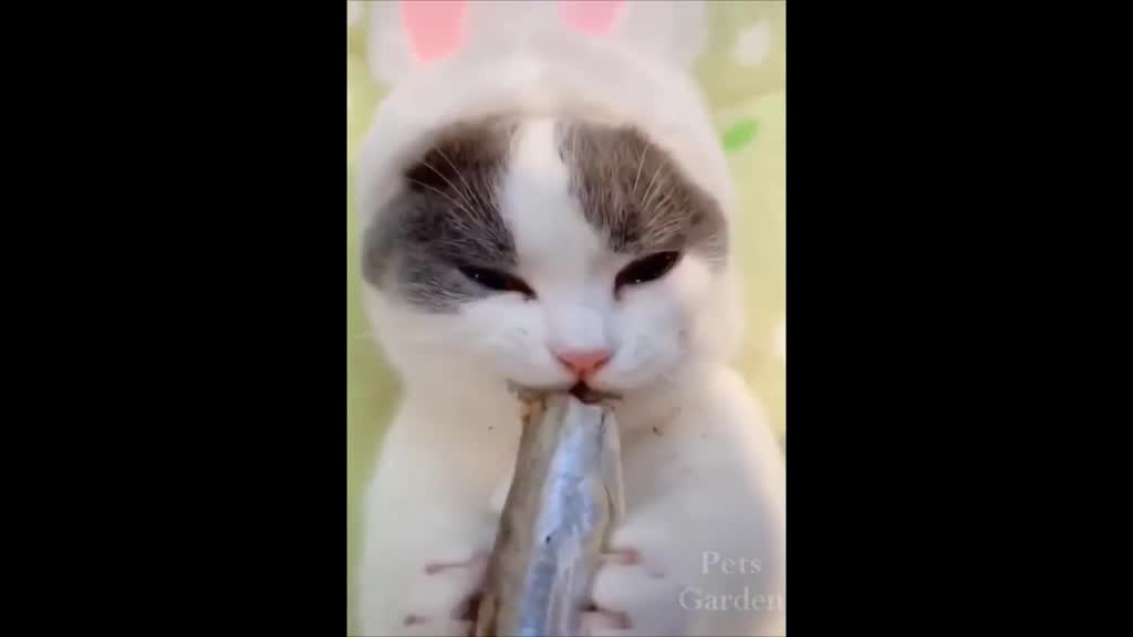 Funny Cat - Try Not To Laugh