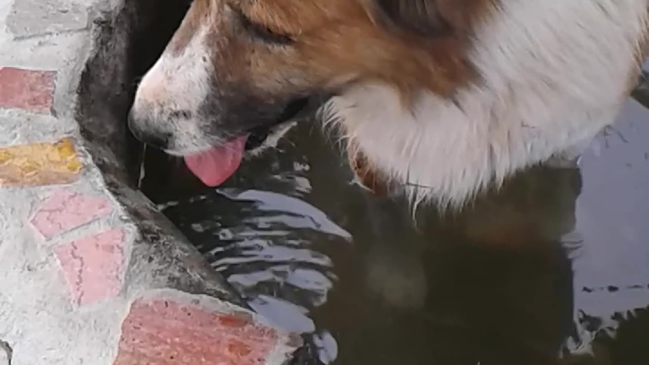 The thirsty dog entered the pond to drink water