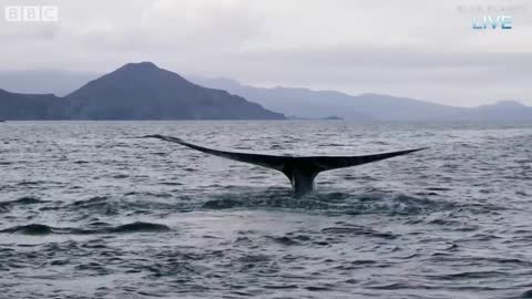 What is Blue Planet LIVE? | BBC Earth