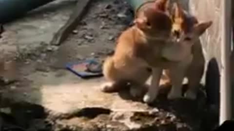 Cat funny Videos #2021 Funny video | Cat Romance | very Funny videos