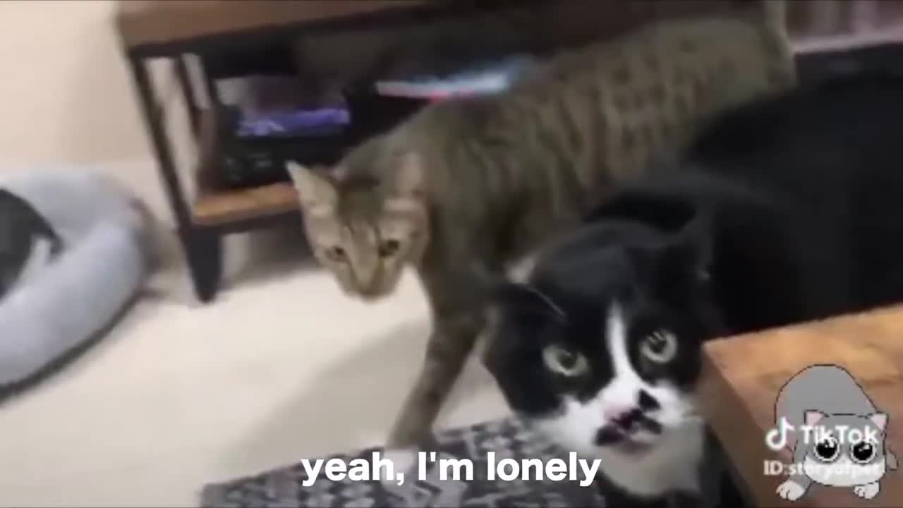 cats talking like kids very funny