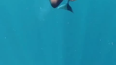 Wildlife & Funs