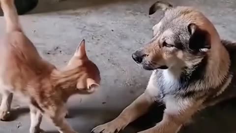 Funny animals