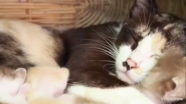 Mom cat with its kittens feeding them
