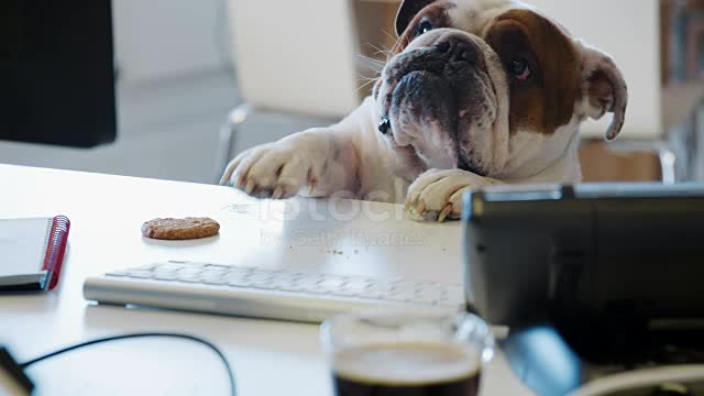 funny dogs