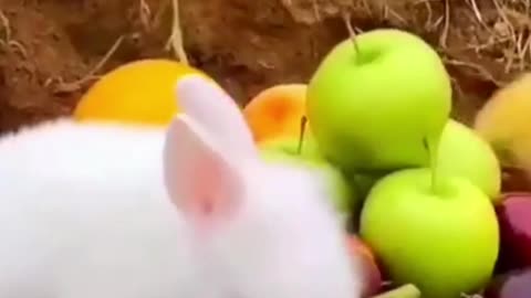 Little Animals Cute Family