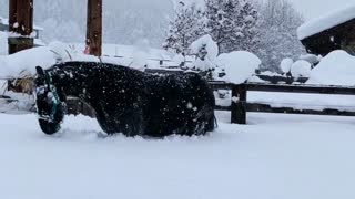 Horses Frolic in Freshly Fallen Snow