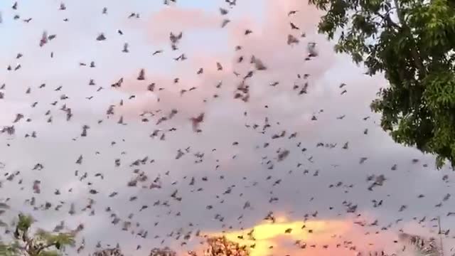 Flying Foxes Fill Evening Sky