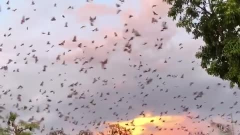 Flying Foxes Fill Evening Sky