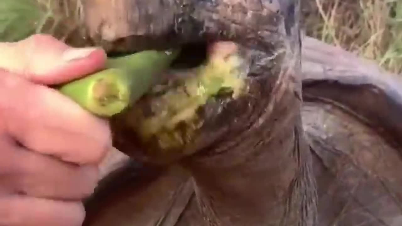 Best Funny Animal Videos of the year, funniest animals ever. relax with cute animals video